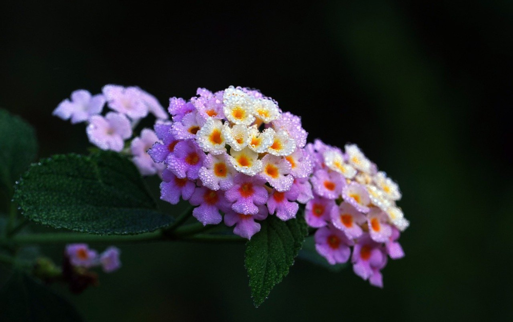 Plants for Butterfly Garden