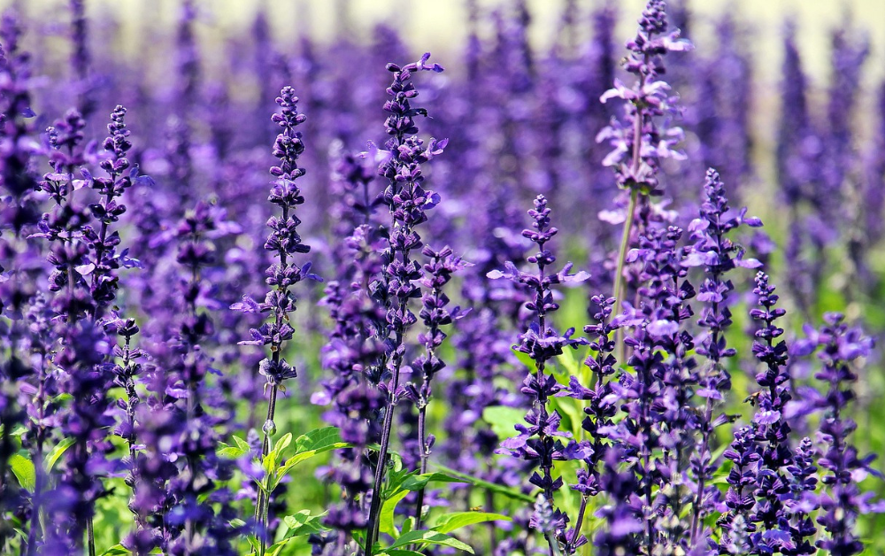 plants for butterfly gardens